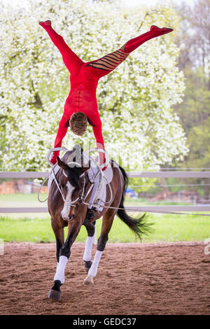 Bayerische Warmblut, junge Mann Voltigieren auf Stute. Deutschland Stockfoto