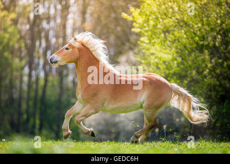 Haflinger Pferd. Wallach, im Galopp auf einer Weide im Frühling. Deutschland Stockfoto