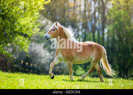 Haflinger Pferd. Wallach, Trab auf einer Weide im Frühling. Deutschland Stockfoto