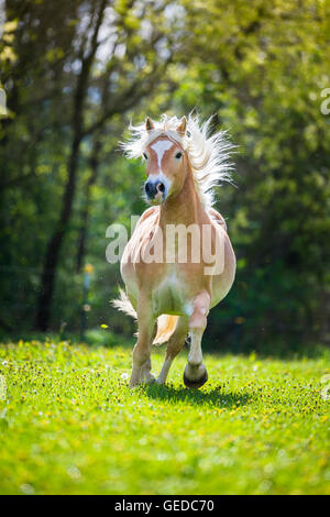Haflinger Pferd. Wallach, im Galopp auf einer Weide im Frühling. Deutschland Stockfoto