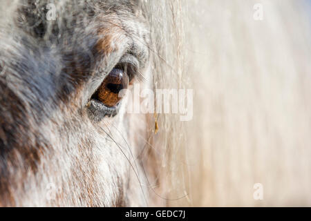 Shetland-Pony. Nahaufnahme des Auges des Leoparden gesichtet Wallach. Deutschland Stockfoto
