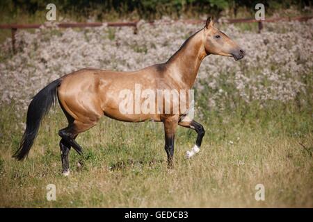 Achal-Tekkiner. Buckskin Hengst zu Fuß auf einer Wiese. Deutschland Stockfoto