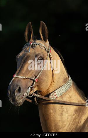 Achal-Tekkiner. Porträt Aof ein Hengst mit traditionellen Tack, vor einem schwarzen Hintergrund zu sehen. Deutschland Stockfoto