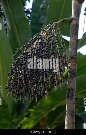 Açai-Beeren (Euterpe Oleracea) auf palm Stockfoto