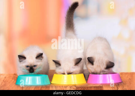 Ragdoll. Drei Kätzchen Essen aus bunten Futternäpfe. Deutschland Stockfoto