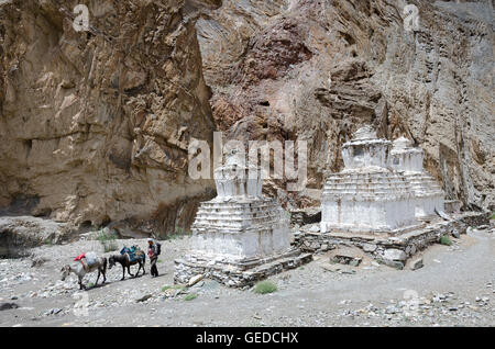 Mann mit Pferden vorbei Stupas oder Chörten, in der Nähe von Markha Markha-Tal, in der Nähe von Leh, Ladakh, Jammu und Kaschmir, Indien Stockfoto