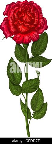 Rote Rose isoliert auf einem weißen Hintergrund. Vektor-illustration Stock Vektor
