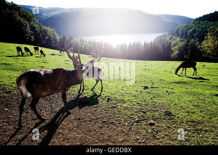 Rothirsch (Cervus Elaphus) Stockfoto