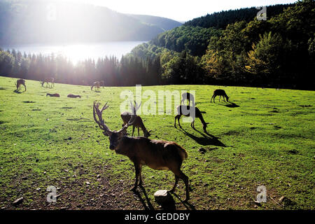 Rothirsch (Cervus Elaphus) Stockfoto