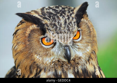 Eurasische Adler-Eule (Bubo Bubo) Stockfoto