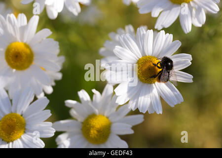 Oxeye Daisy mit Bumble Bee hautnah. Stockfoto