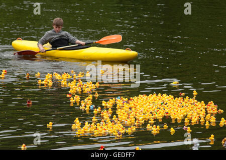 Deutschland, Ruhr Gebiet, Witten, Entenrennen auf dem Fluss Ruhr. Stockfoto