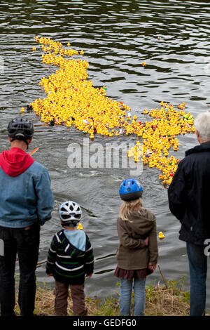 Deutschland, Ruhr Gebiet, Witten, Entenrennen auf dem Fluss Ruhr. Stockfoto