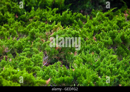 Nadelwald Zwerg Bäume Hintergrund Stockfoto