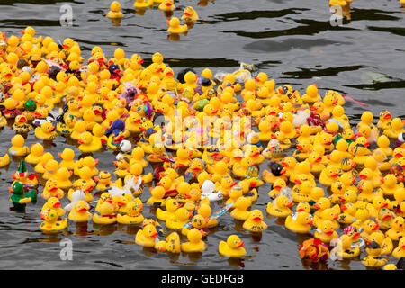 Deutschland, Ruhr Gebiet, Witten, Entenrennen auf dem Fluss Ruhr. Stockfoto