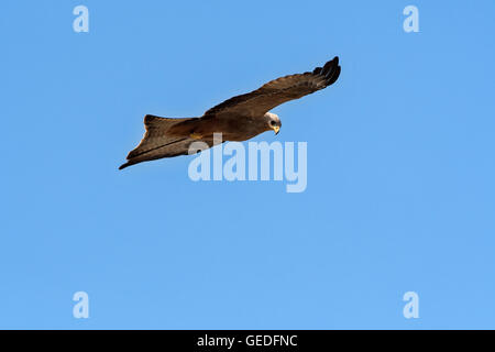 Tansania, Ngorongoro Krater, Schwarzmilan, Milvus migrans Stockfoto