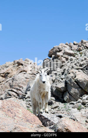 Bergziege auf Mount Massive Colorado Stockfoto