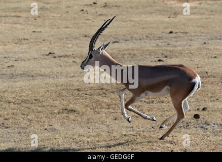 Tansania, Ngorongoro Krater, Grant es Gazelle, Nanger granti Stockfoto