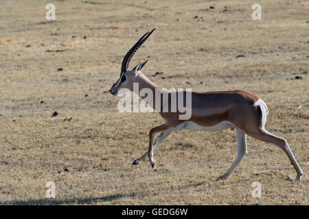 Tansania, Ngorongoro Krater, Grant es Gazelle, Nanger granti Stockfoto