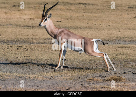 Tansania, Ngorongoro Krater, Grant es Gazelle, Nanger granti Stockfoto