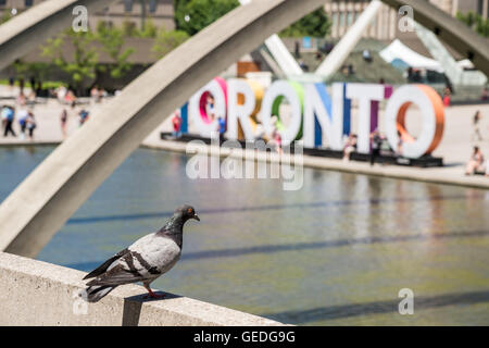 Melden Sie Taube stehend an der Wand vor der 3D Toronto in Toronto, Kanada Stockfoto