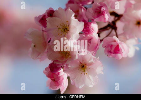 Chery Blüten in Kyoto Japan Stockfoto