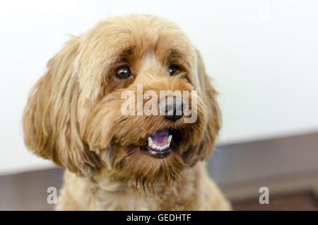 Ein Porträt von einem Mini Labradoodle. Stockfoto