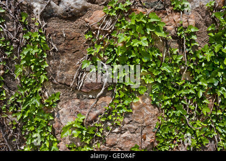 Efeu an rauhen Stein Wand strukturierten Hintergrund Stockfoto