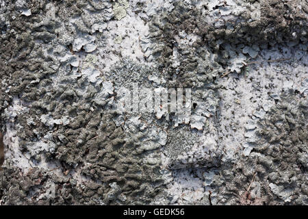 Flechten grau strukturierten Hintergrund auf grauem Stein Stockfoto