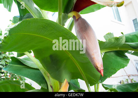 Banane blühen im Garten Stockfoto