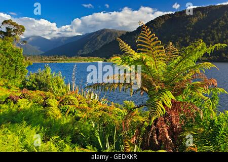 Geographie/Reisen, Neuseeland, Südinsel, Baumfarn am Ufer des Lake Moeraki - entlang der Autobahn 6, der Glacier Highway, Westland, West Coast, South Island, No-Exclusive - Verwenden Sie Stockfoto