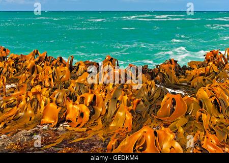 Geographie/Reisen, Neuseeland, Südinsel, Seetang, Durvillea potatorum, Fransen die Versteinerten Wald in Curio Bay, Southern Scenic Route, Catllins, Otago, Ostküste, Südinsel, No-Exclusive - Verwenden Sie Stockfoto