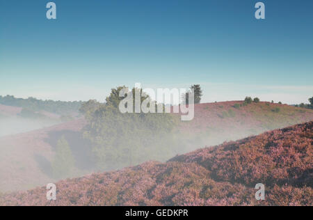 Hügel mit blühenden Heide im dunstigen Sommermorgen Stockfoto