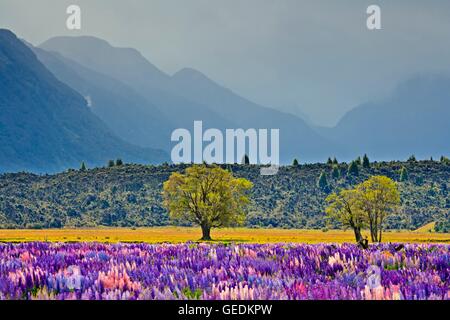 Geographie/Reisen, Neuseeland, Südinsel, der Russell Lupinen, Lupinus polyphyllus, in den Eglinton River Valley im Fjordland National Park entlang der Milford Road, South Island, No-Exclusive - Verwenden Sie Stockfoto