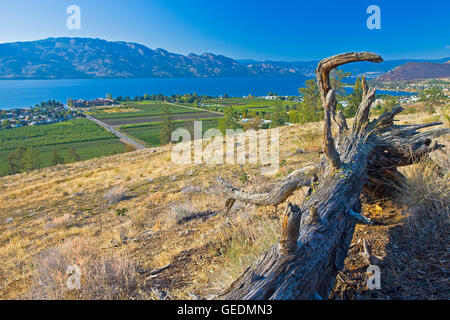 Geographie / Reisen, Kanada, British Columbia, Kelowna, Baumwurzel auf einem Hügel mit Blick auf Westbank, West Kelowna, Kelowna, Okanagan Lake, Okanagan, Britisch-Kolumbien, Stockfoto