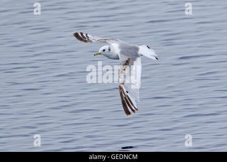 Juvenile schwarz-Legged Kittiwake im Flug Stockfoto