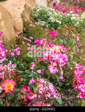 Rosa und weiße Zwerg-Rosen Stockfoto