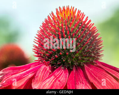 Nahaufnahme von roten Echinacea Blume Stockfoto