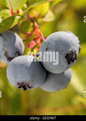 Nahaufnahme des amerikanischen Blaubeeren Reifung auf bush Stockfoto