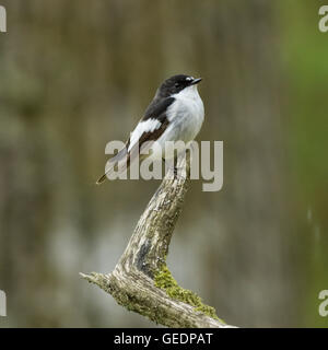 Pied Flycatcher, RSPB Ken-Dee Sümpfe, in der Nähe von Castle Douglas, Dumfries and Galloway, Schottland Stockfoto