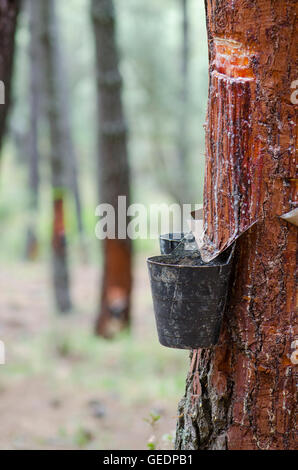 Harz-Extraktion von Tanne im Wald, Andalusien, Spanien. Stockfoto