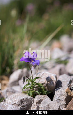 Einzelne Blume wild Violet zwischen Felsen Stockfoto