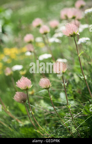 Bergblumen in einer Bergwiese Stockfoto