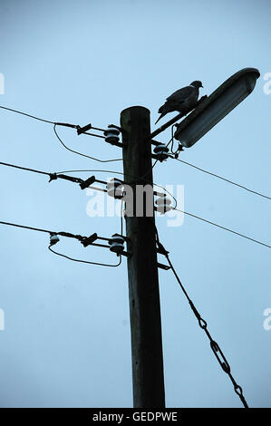 Lamp post mit Drähten Ad eine Taube sitzt auf dem Lampengehäuse Stockfoto