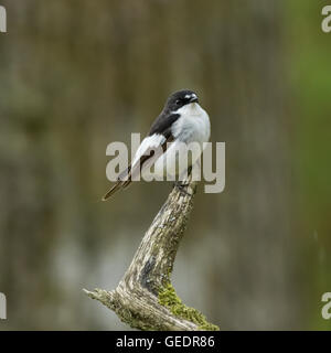 Pied Flycatcher, RSPB Ken-Dee Sümpfe, in der Nähe von Castle Douglas, Dumfries and Galloway, Schottland Stockfoto