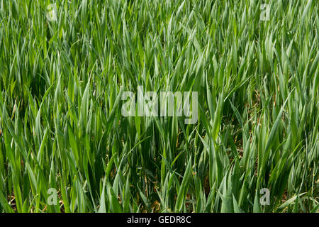 Junge bärtige Weizenernte auf Stufe 30, Berkshire, Mai Stockfoto