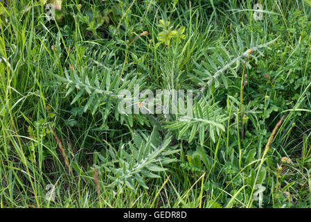 Junge wollig Distel Pflanze, Cirsium Wollgras, auf einer Bank Downland, Berkshire, UK, Mai Stockfoto