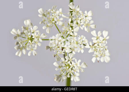Blüte Dolde Kuh Petersilie, Antriscus Sylvestris, mit einzelnen weißen Röschen Stockfoto