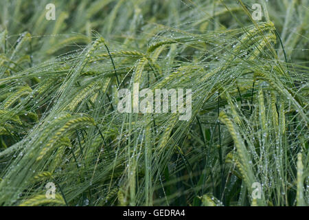 Ohren für eine grüne, unreife Gerste Ernte nach Regen mit diskreten Wassertropfen auf die Grannen, Hampshire, Juni Stockfoto