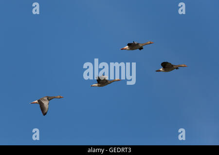 einige graue Gänse (Anser Anser) in natürlichen Umgebung im blauen Himmel fliegen Stockfoto